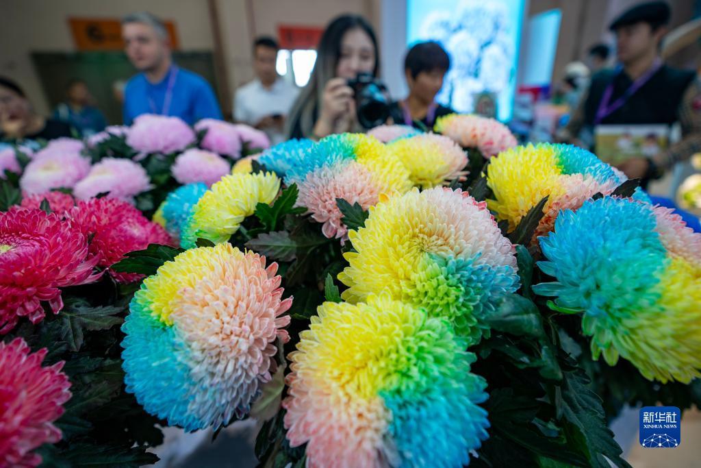 白菜彩金